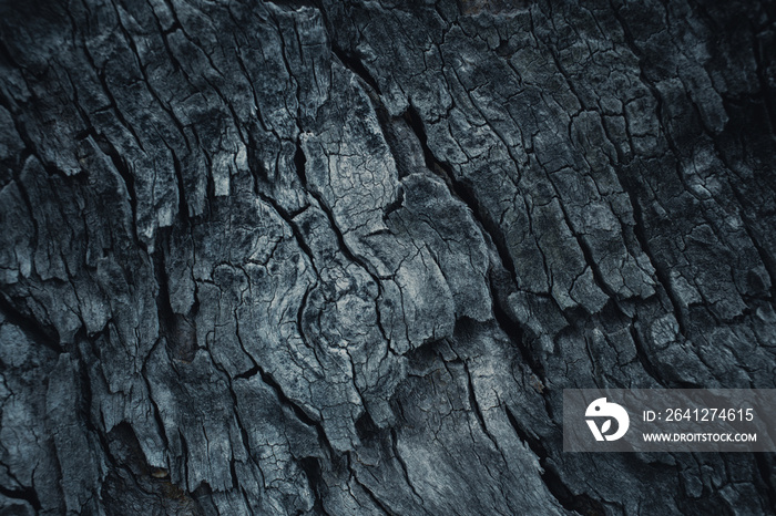 dark wooden bark tree texture for background.