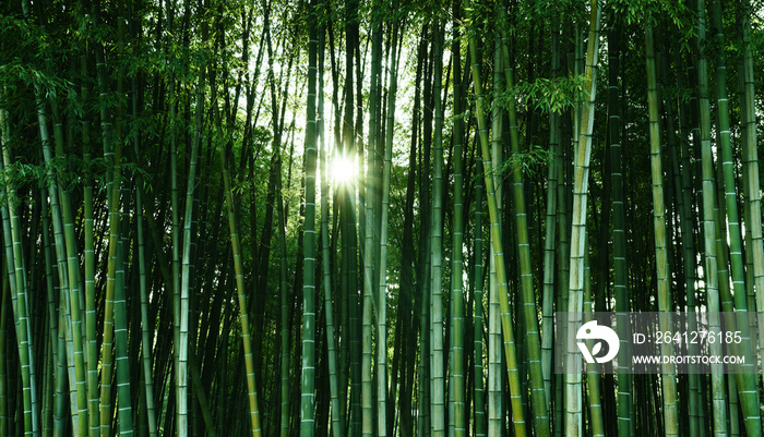 阳光下的竹林。天然生态材料。水疗横幅、屏幕保护程序、壁纸
