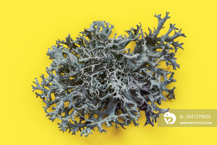 Detail of Icelandic lichen (Cladonia rangiferina) structure on yellow board. Abstract organic  photo