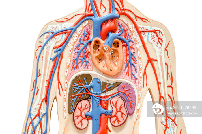 具有肝、肾、肺和心脏的人体模型。