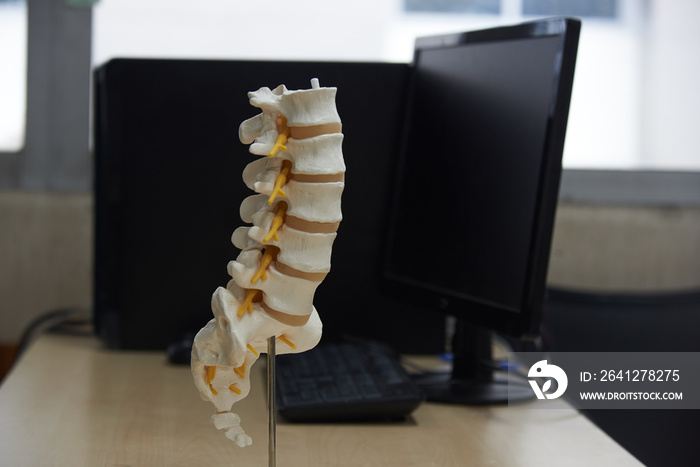 Close-up view of  lumbar spine model