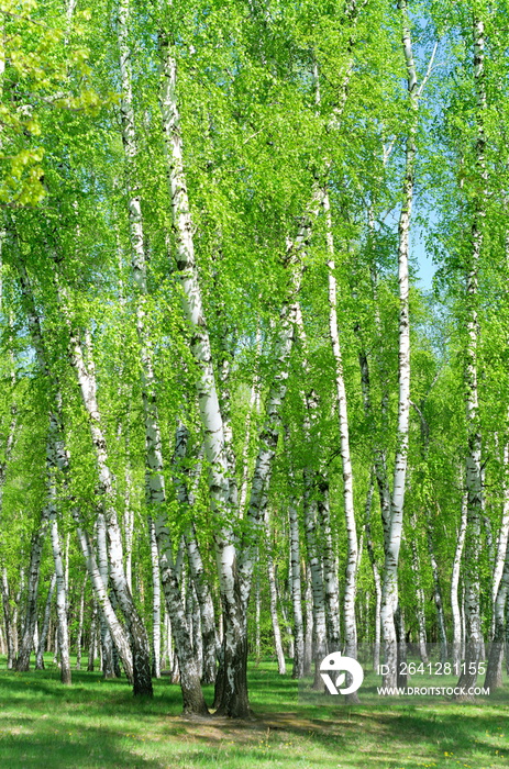 白桦林，垂直构图