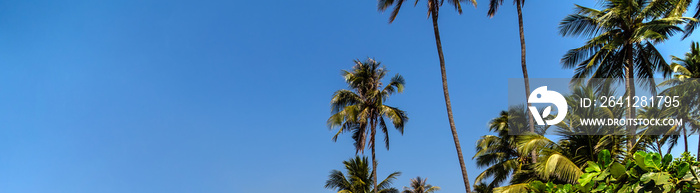 Tropical Holiday Banner coconut palms