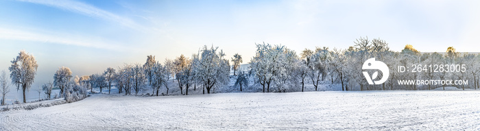 白雪皑皑的景观中的白冰树