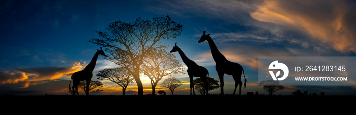 Panorama silhouette Animal with Giraffe family and tree in africa with sunset.Tree silhouetted again