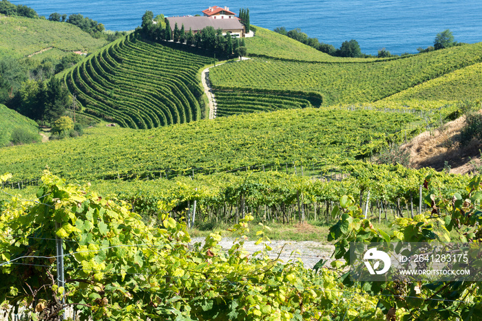 Txakoli white wine vineyards, Getaria, Basque Country, Spain