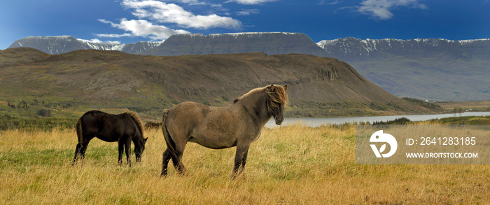 Icelandic horses 