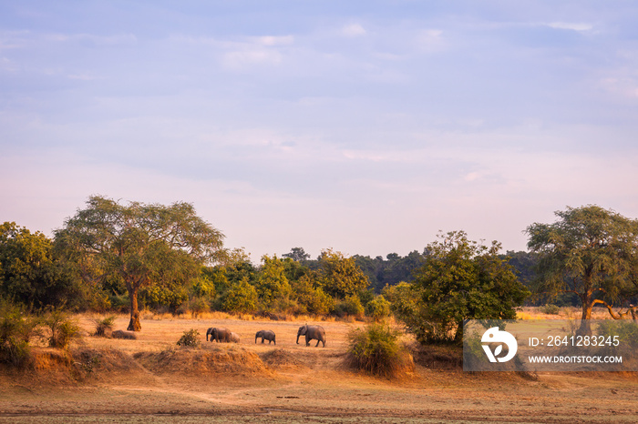 Wild elephants