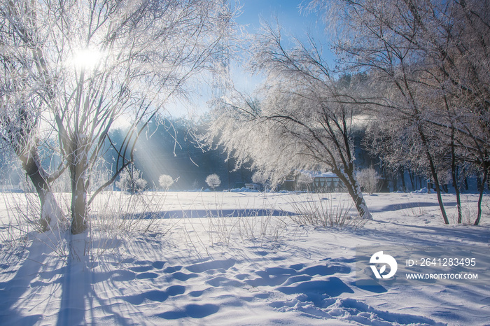 白雪皑皑的草地上，裸露的树木被霜冻覆盖，令人惊叹的冬季景色