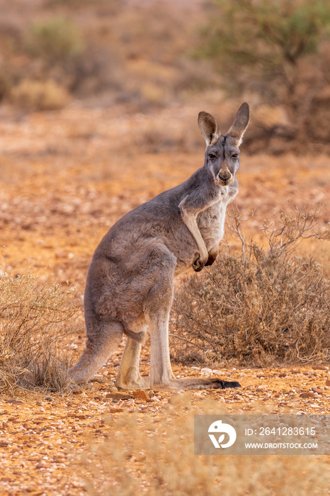 Male Red Kangaroo (Macropus rufus) standing in the Australian outback and looking at the camera.