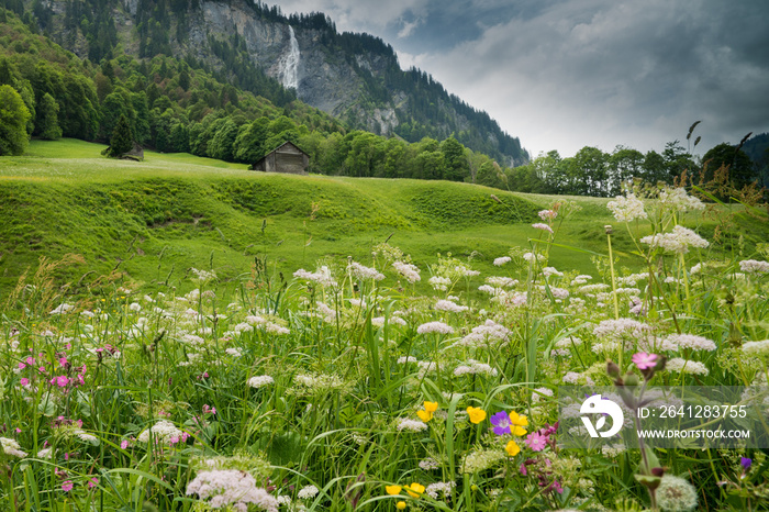 colorful wildflower meadow and old hut in a mountain landscape with waterfall