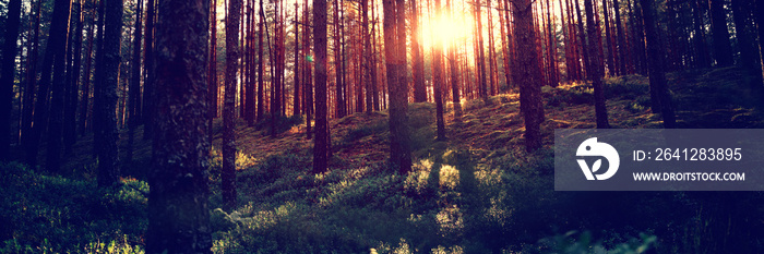 美丽的风景，茂密的松林中的日落，北方自然的美丽
