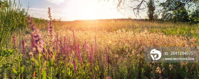 Beautiful scenic colorful wild flower field meadow sunset evening sunrise morning summertime nature 