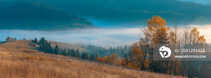 美丽的秋天全景，云杉树覆盖，山谷中有雾的山丘和广阔的乡村