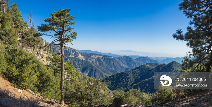 高高的松树紧贴着南加州圣盖博山脉的悬崖边。