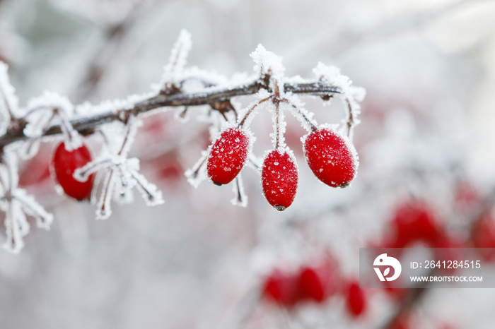 大雪和结冰下的小檗属分支