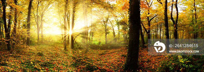 Autumn forest with sun rays