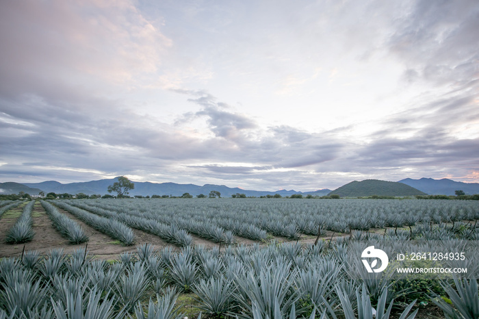 Tonaya - Tuxcacuesco, Jalisco - Paisaje de Agaves