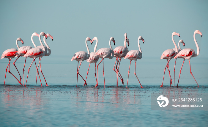 野生非洲鸟类。一群粉红色的非洲火烈鸟在阳光明媚的蓝色泻湖中漫步