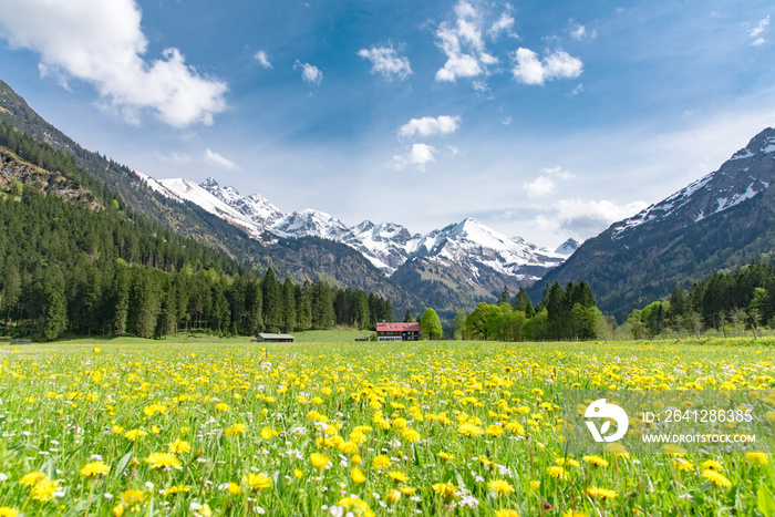 Blühende Löwenzahnwiese zwischen Gipfeln der Alpen