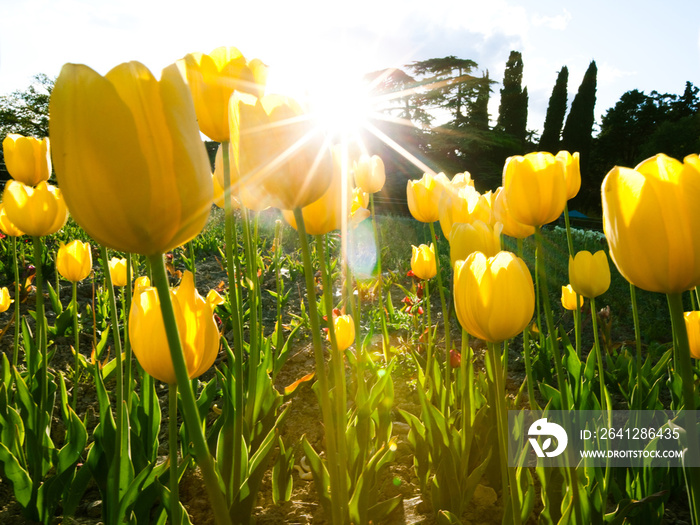 Beautiful mesmerizing field with yellow tulips located in the center of a parake and centuries-old t