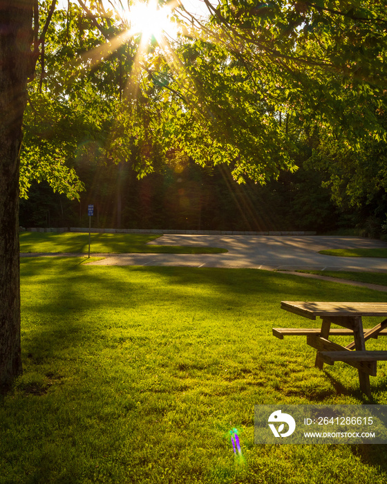 Sun flare with tree and picnic table in park