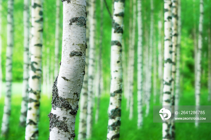 trunk of birch tree