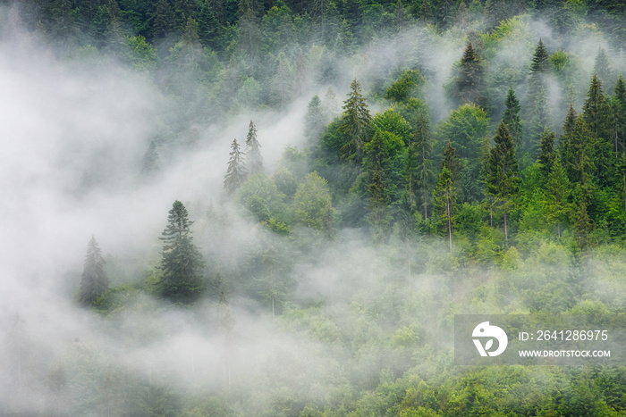 山上雾蒙蒙的森林。树木和薄雾的景观。雨后的景观。b的景色