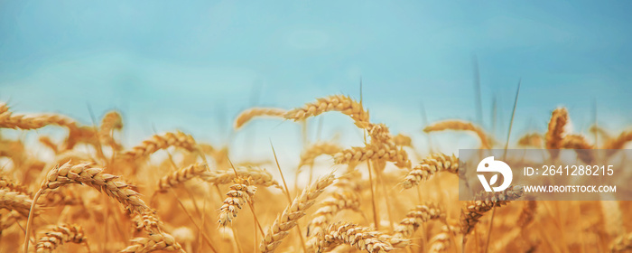 Wheat field on a sunny day. Selective focus.