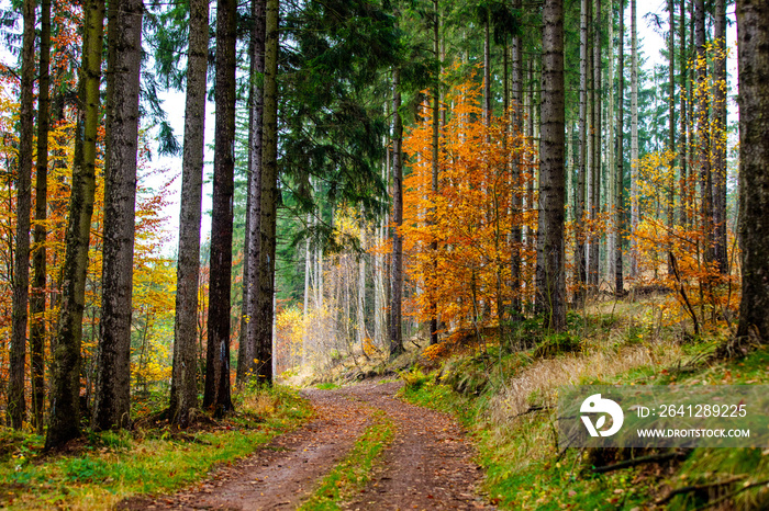 road through the forest in autumn