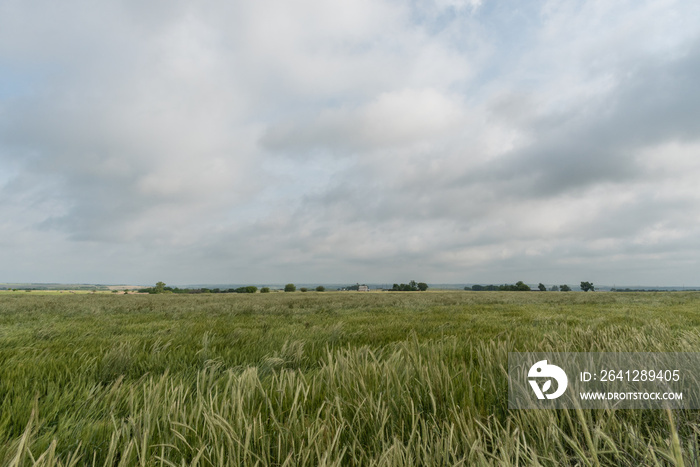 Beautiful wheat field vista in Western Oklahoma in springtime 