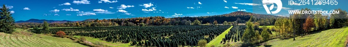 Panoramic view of a Christmas tree nursery in Vermont