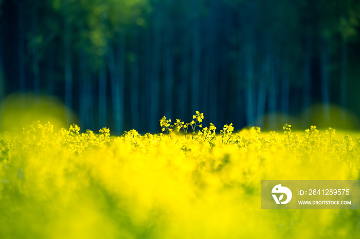 A beautiful yellow canola fields during springtime. Blooming rapeseed fields in Northern Europe. Spr