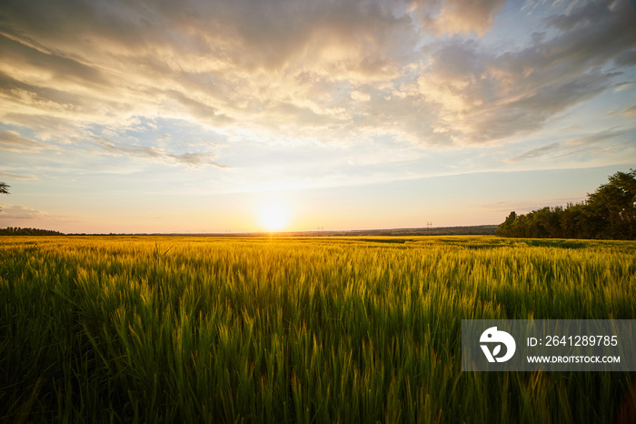 Beautiful landscape with field of ripe rye and blue summer sky