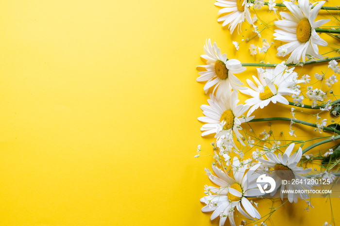 Flowers composition. Chamomile flowers on yellow background. Spring, summer concept. top view, copy 