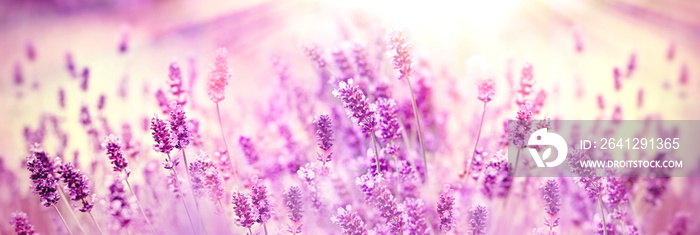 选择性和柔和地关注薰衣草花，紫色的薰衣草田，美丽的薰衣草花被点亮