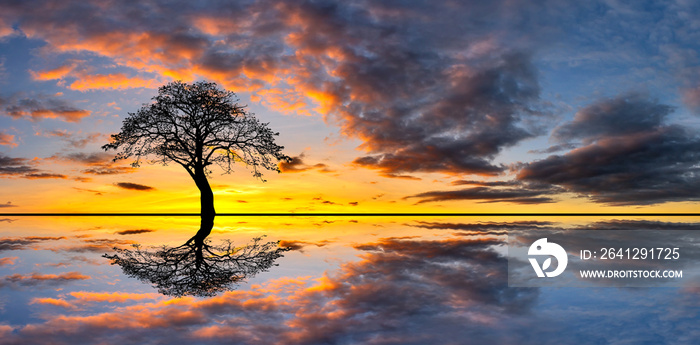 Panorama silhouette tree in africa with sunset.Tree silhouetted against a setting sun reflection on 