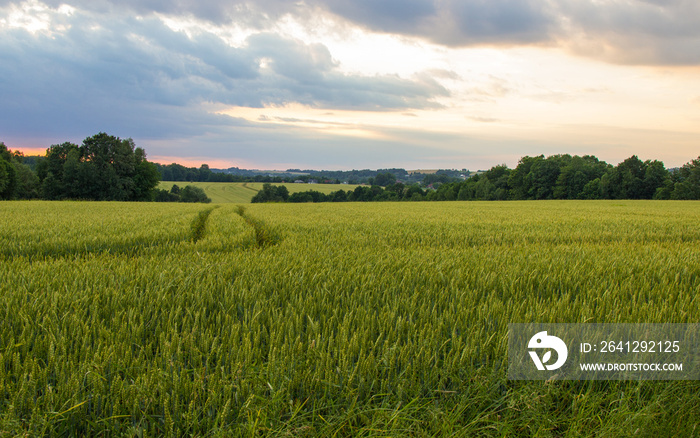 Polish arable fields. Rural landscape. Ripening cereals.