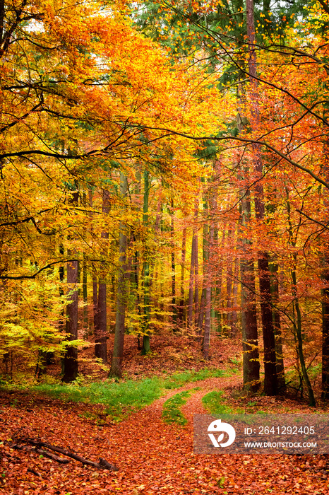 Yellow and green path in the autumn forest, Poland
