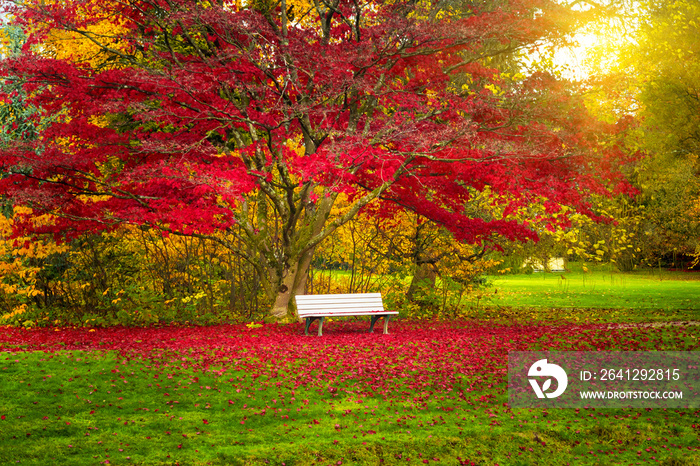 城市公园的长椅。秋天的风景