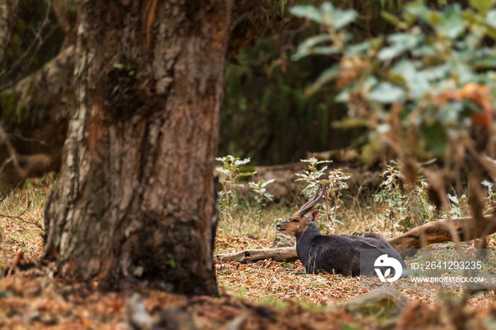 Meneliks Bushbuck-Tragelaphus scriptus meneliki，埃塞俄比亚特有的美丽害羞的羚羊