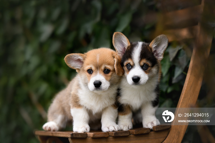 两只可爱的柯基幼犬户外画像