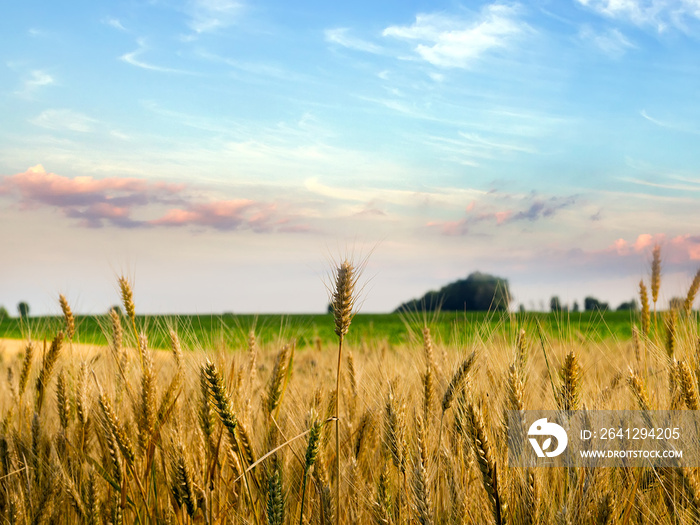 Agriculture Wheat crop field Rural landscape