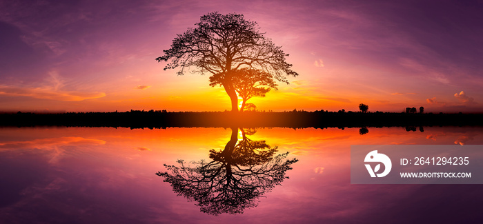 日落时非洲的全景剪影树。落日映照下的树剪影
