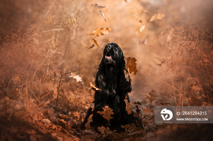 英国可卡犬在秋季公园的美丽画像