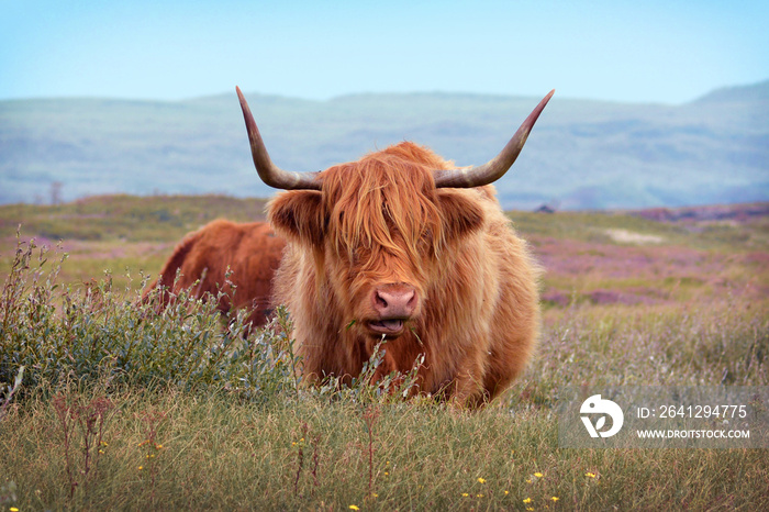 美丽的苏格兰高地野牛，棕色长毛，长着粗糙的皮毛，在沙丘中长着大角