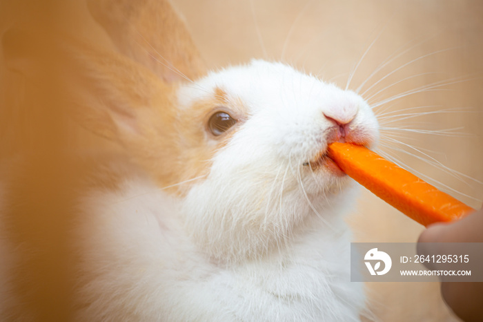 Feeding rabbit white with pink ears