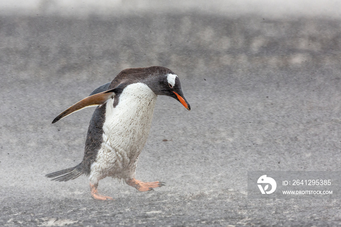 一只成年巴布亚企鹅在沙尘暴中挣扎