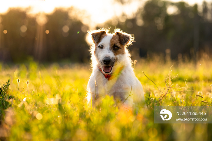 日落时分，公园里柔和的阳光照射下，纯种杰克罗素梗犬在草地上散步