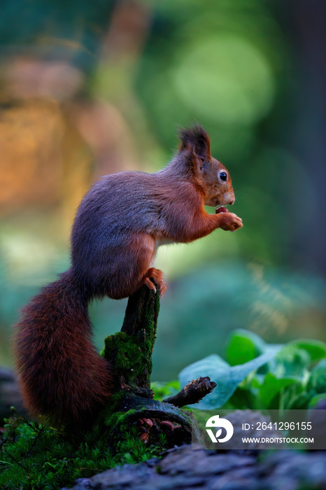 欧亚红松鼠（Sciurus vulgaris）在秋天的水池周围觅食